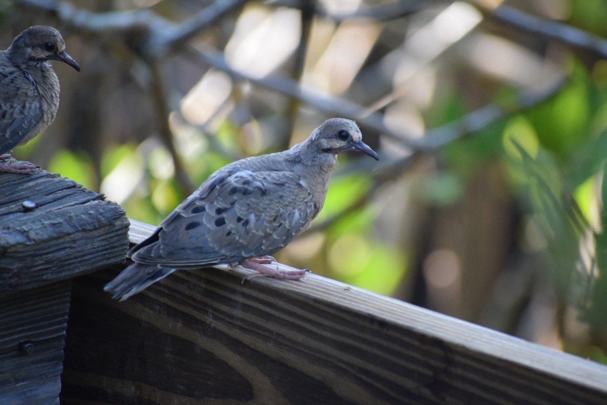 Mourning Dove - ML591709311