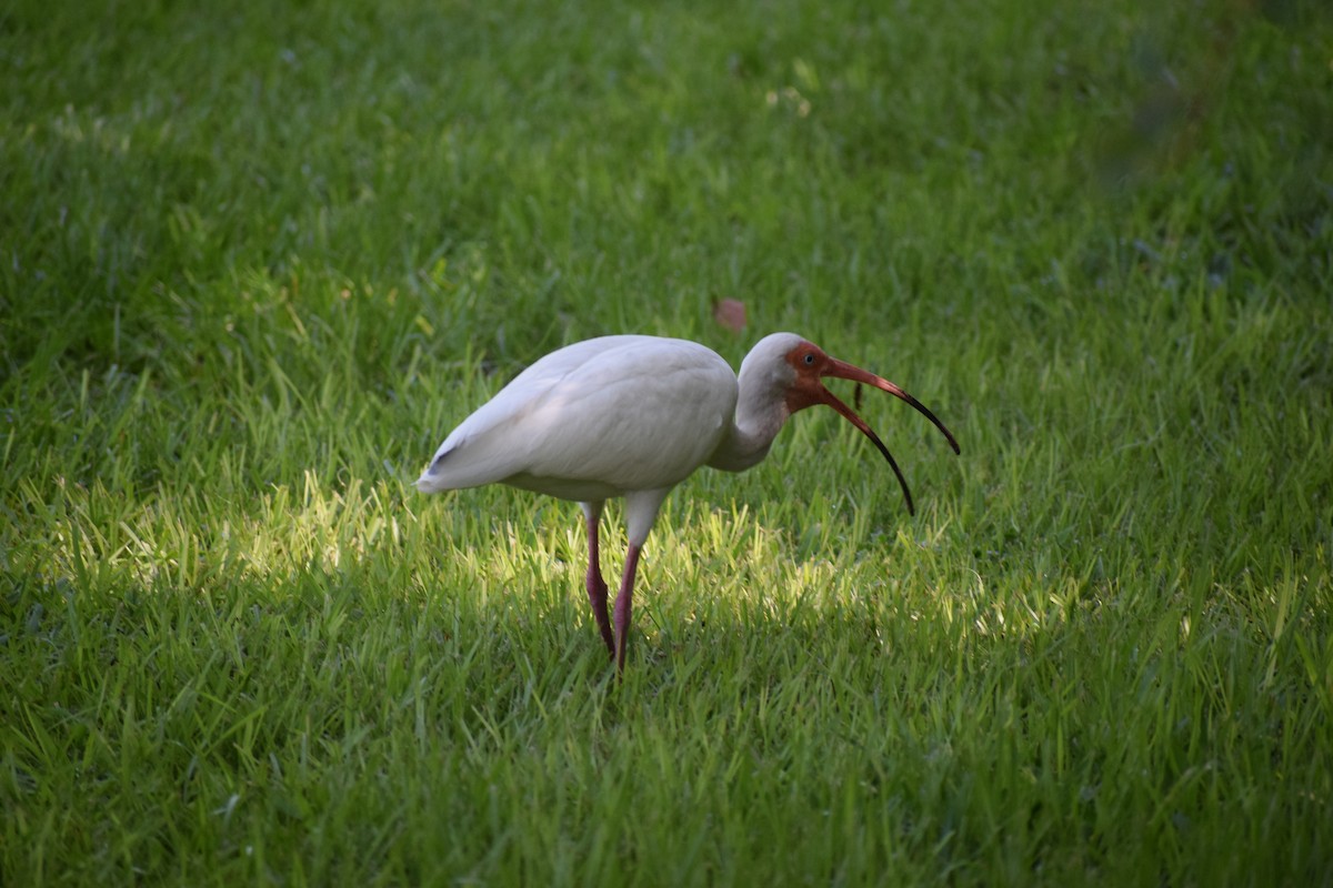 Ibis blanc - ML591709361