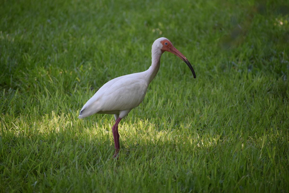 Ibis blanc - ML591709371