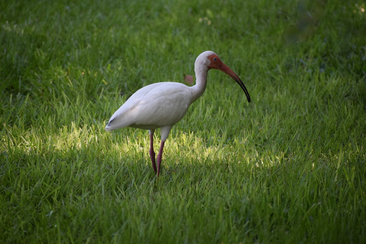 White Ibis - ML591709381