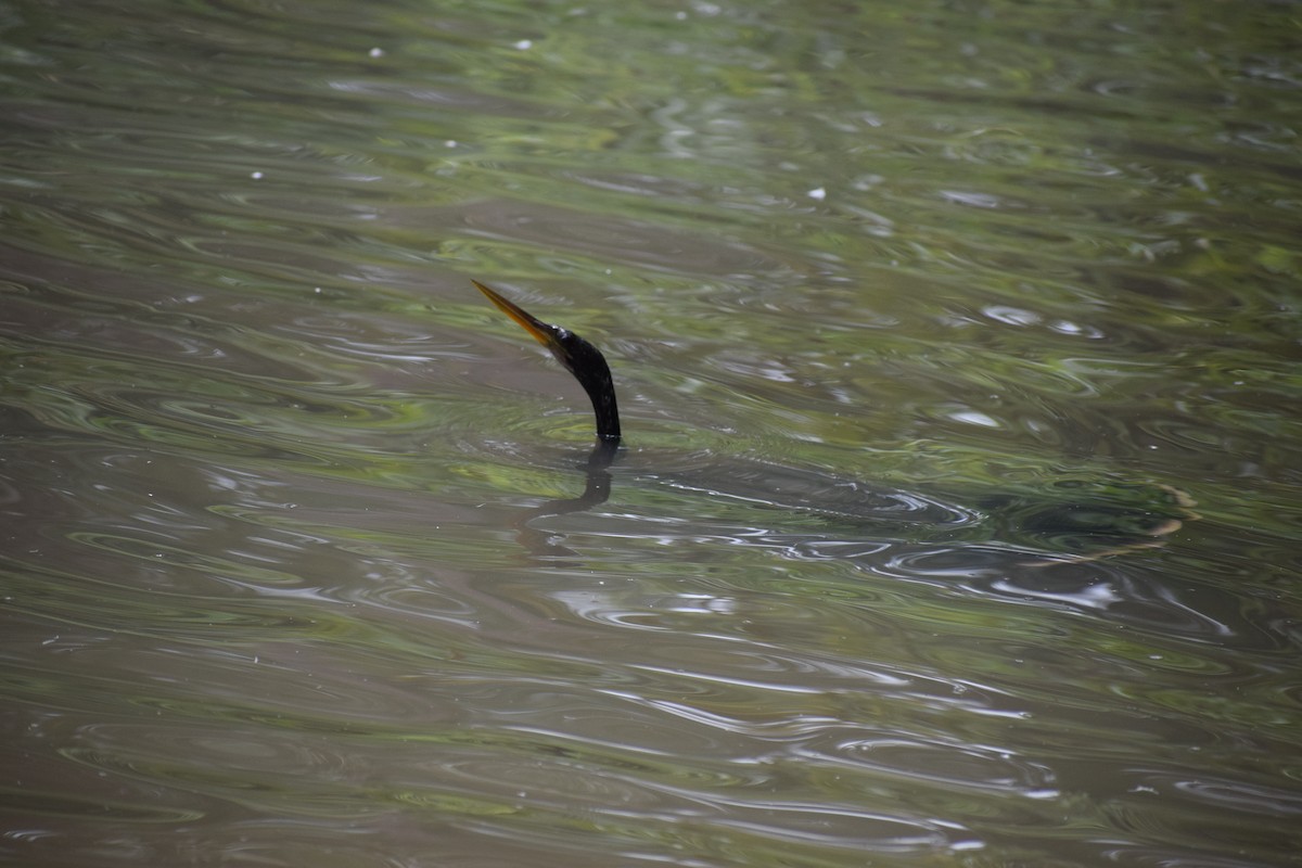 Anhinga Americana - ML591709941