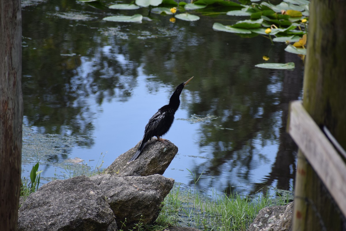 Anhinga d'Amérique - ML591709951