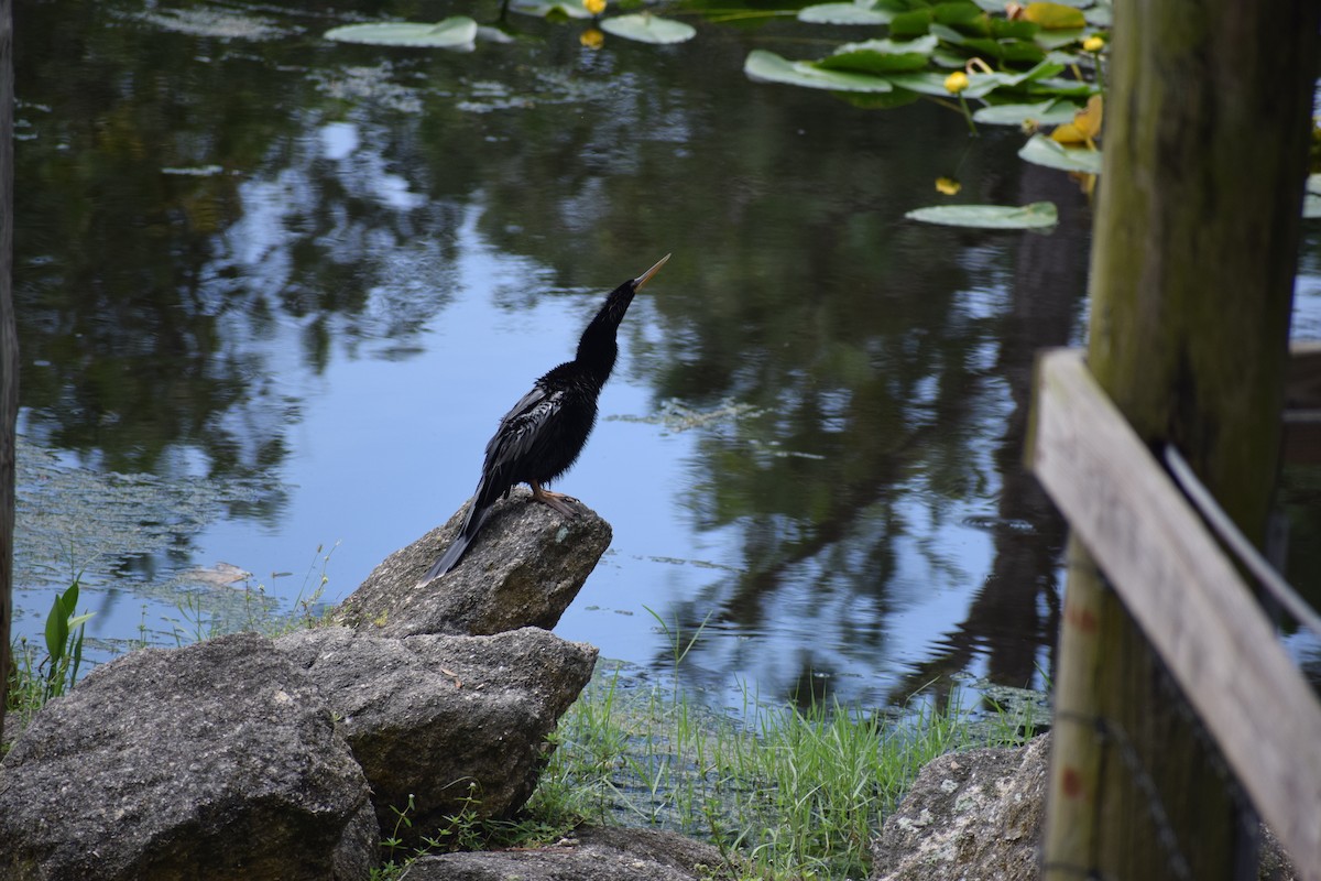 Anhinga - David Yake