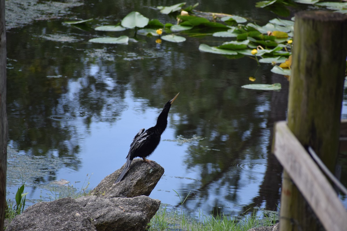 Anhinga d'Amérique - ML591709971