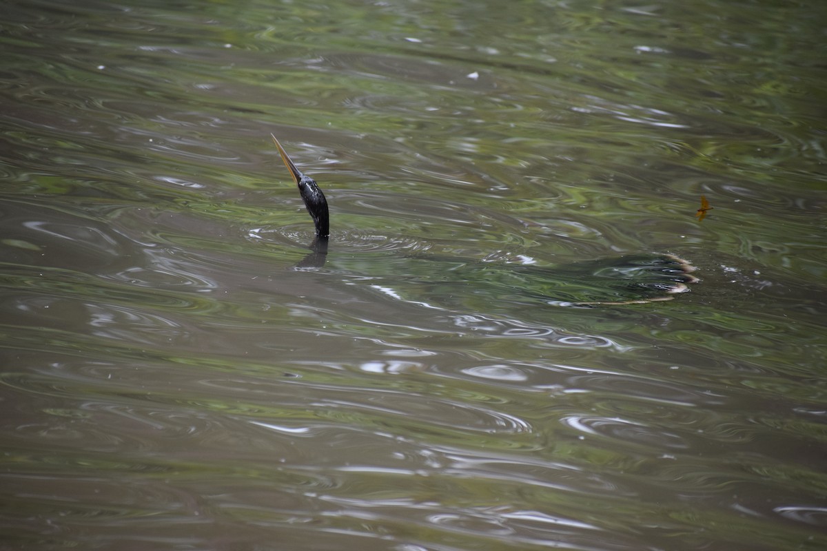 Anhinga d'Amérique - ML591710001