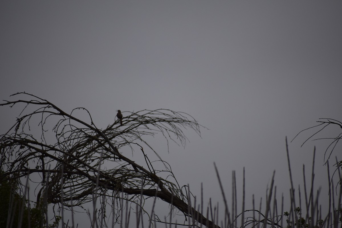 California Thrasher - ML591710391