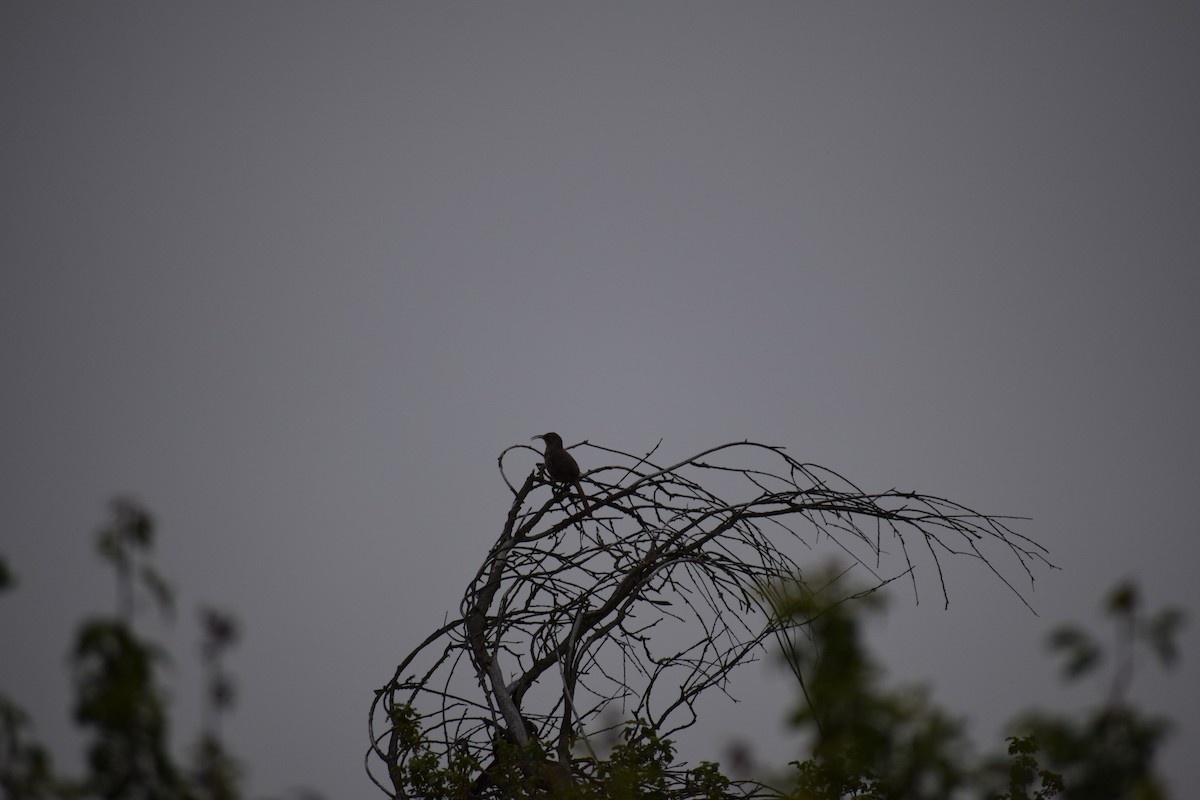 California Thrasher - ML591710401