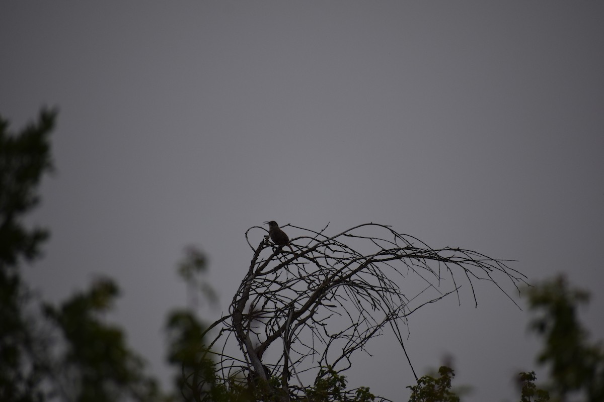 California Thrasher - ML591710441