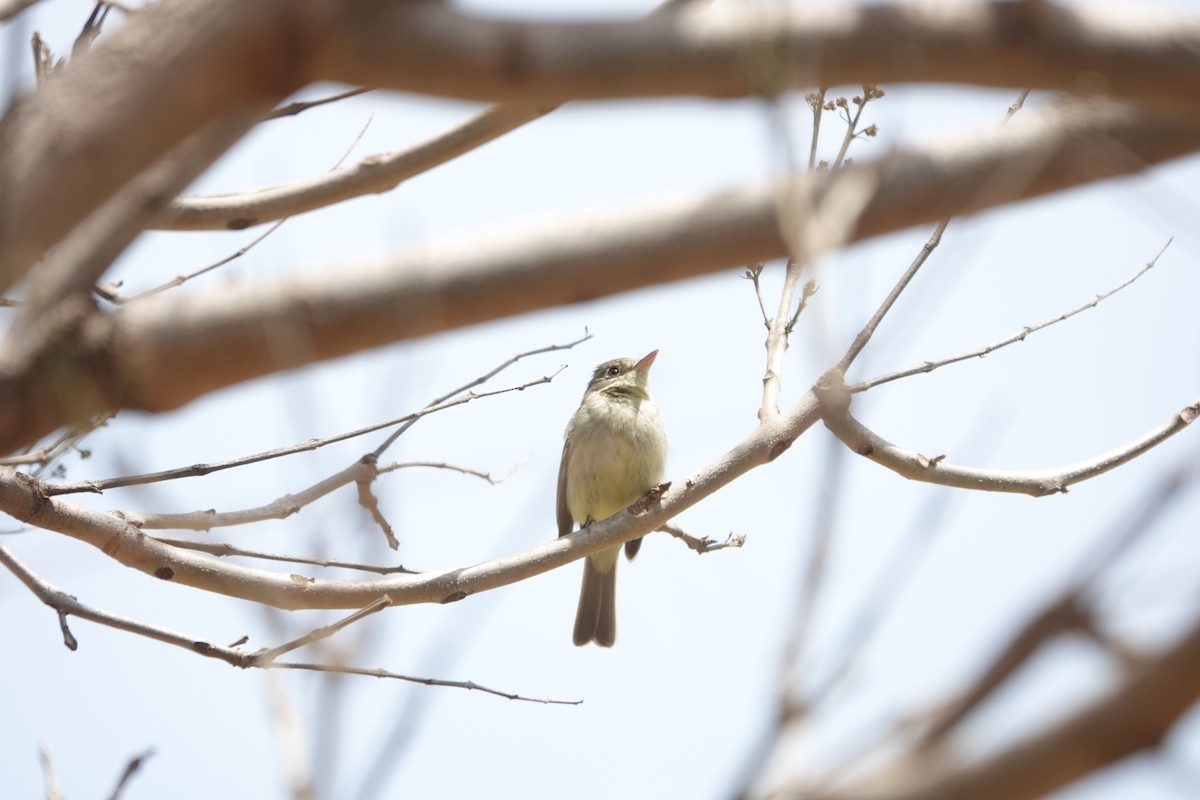 Dusky Flycatcher - ML591711361