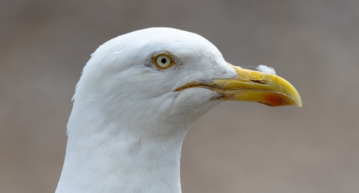 Herring Gull - ML591712371