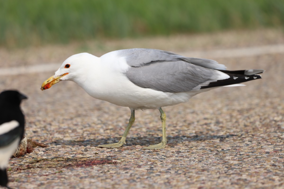 California Gull - ML591712441