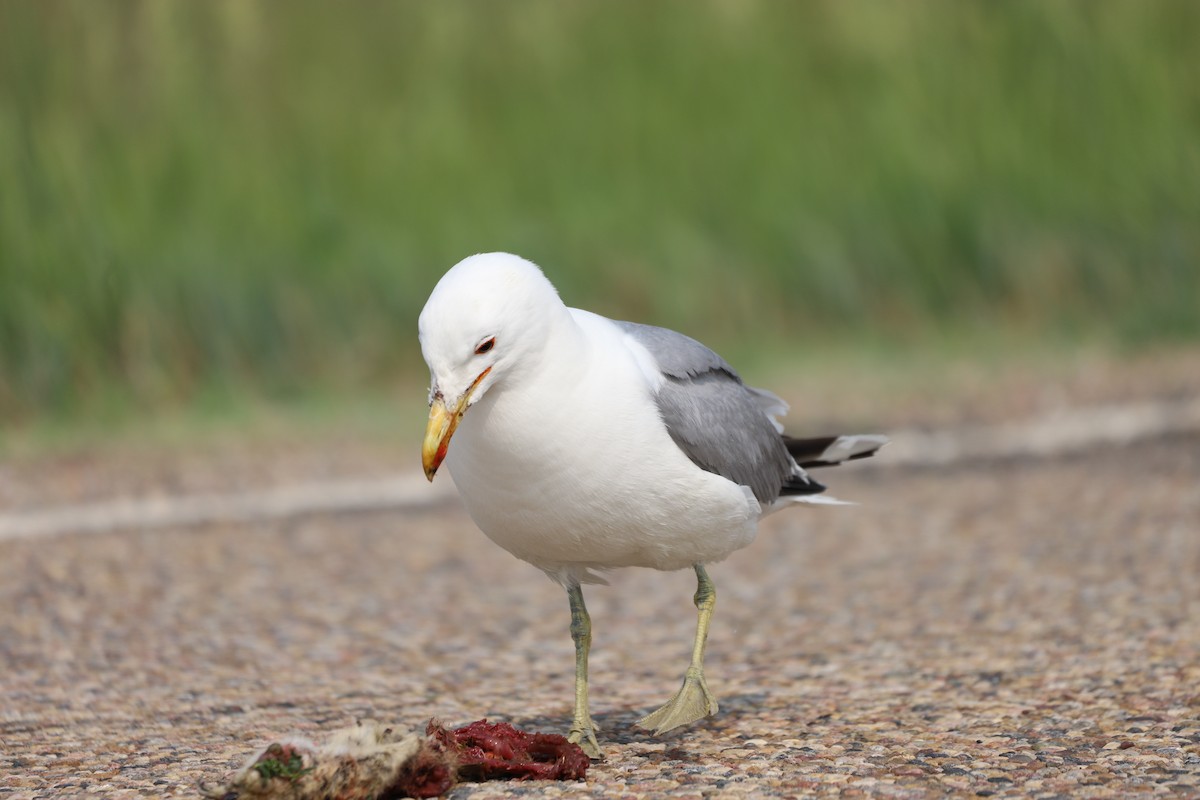 California Gull - ML591712461