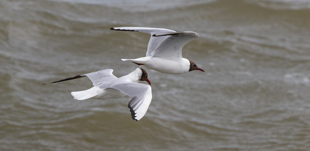 Black-headed Gull - ML591712511