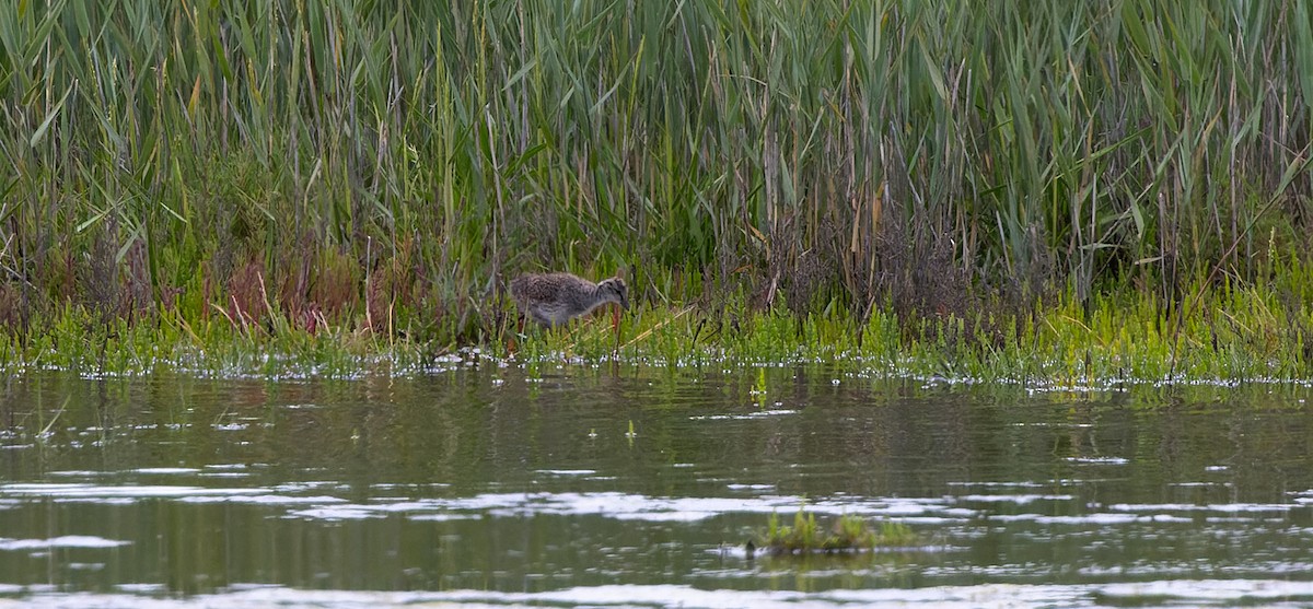 Common Redshank - ML591712541