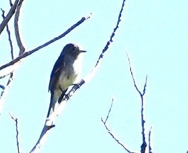 Dusky Flycatcher - ML591712861