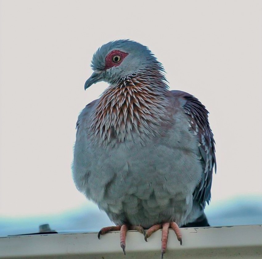 Speckled Pigeon - ML591713121