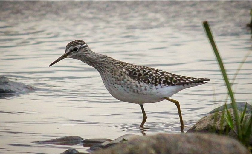 Wood Sandpiper - ML591713231