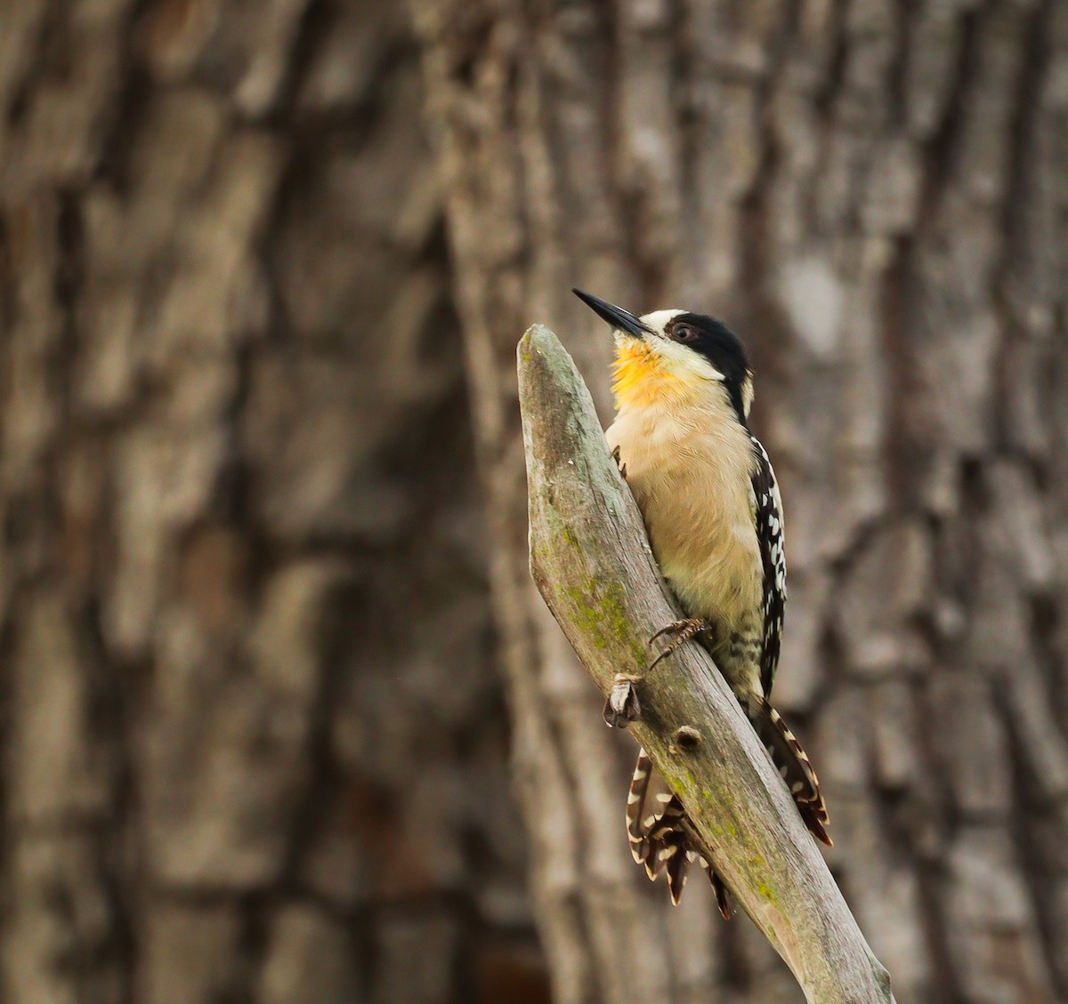 White-fronted Woodpecker - ML591713261