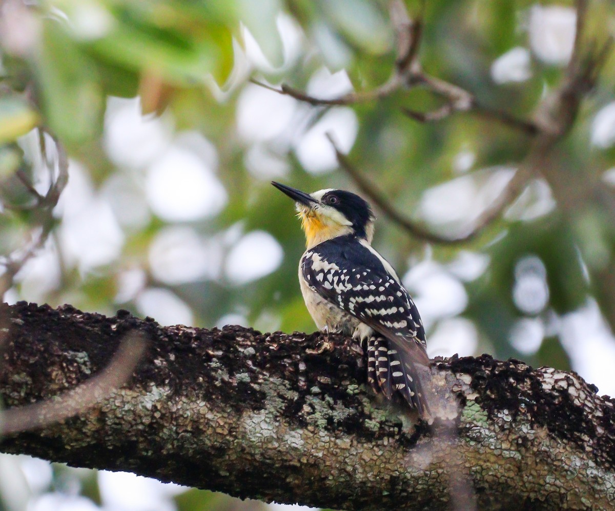 White-fronted Woodpecker - ML591713271