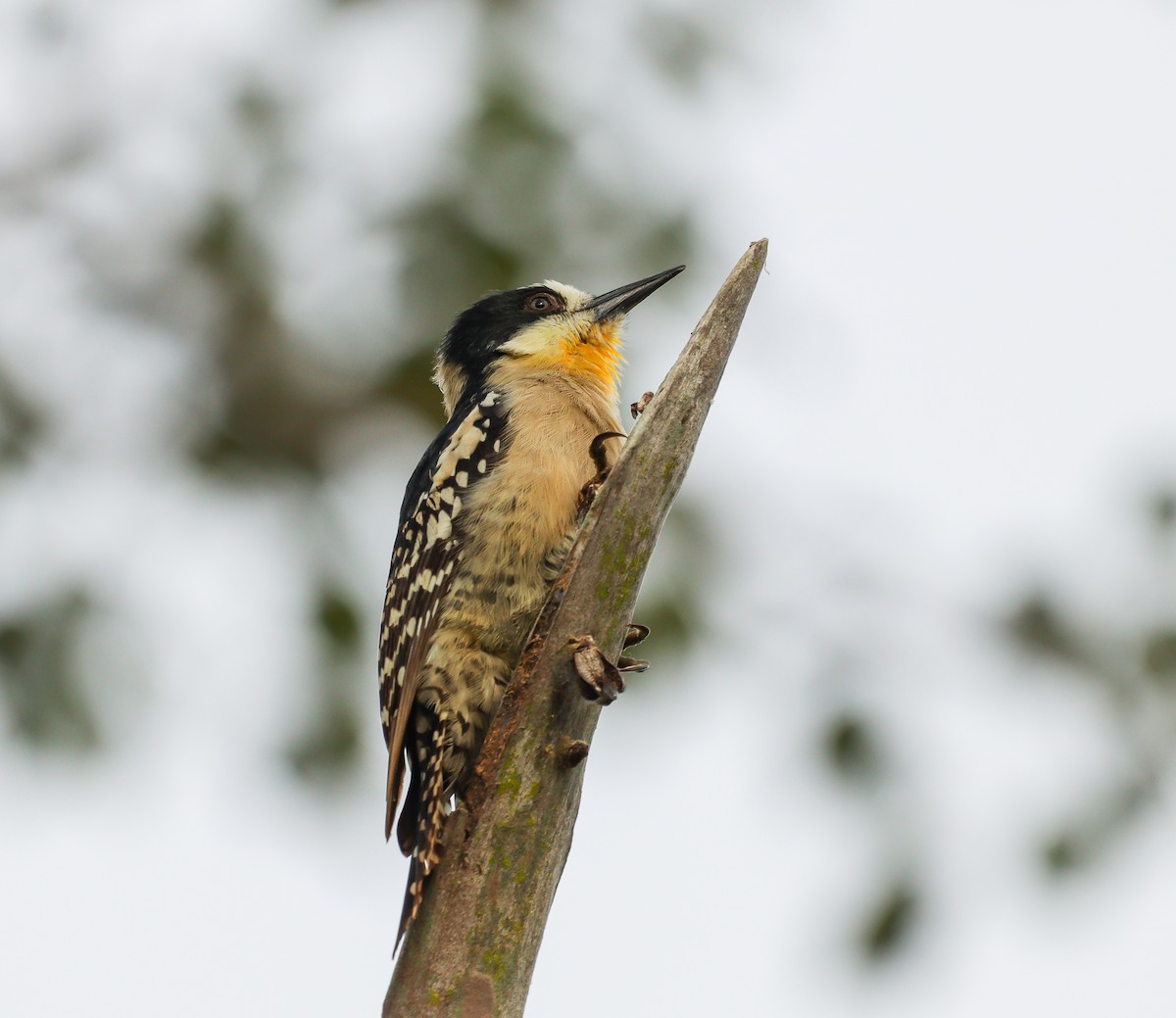 White-fronted Woodpecker - ML591713291