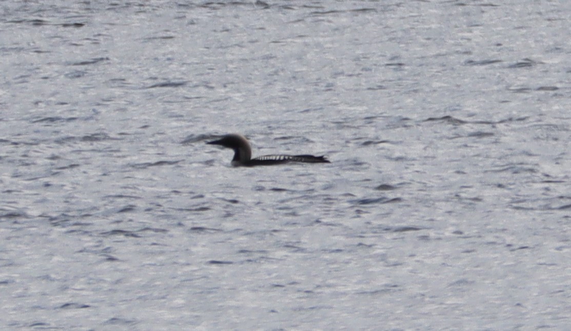 Arctic Loon - ML591714611