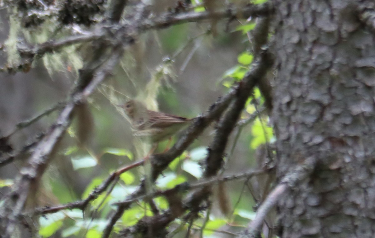 Tree Pipit - ML591714641