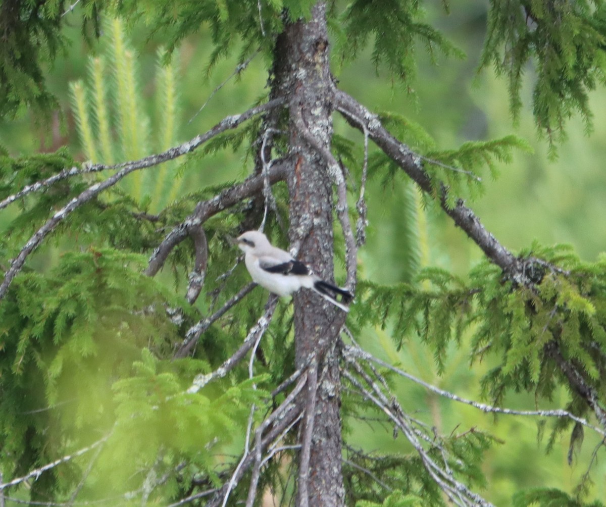 Great Gray Shrike - ML591714741