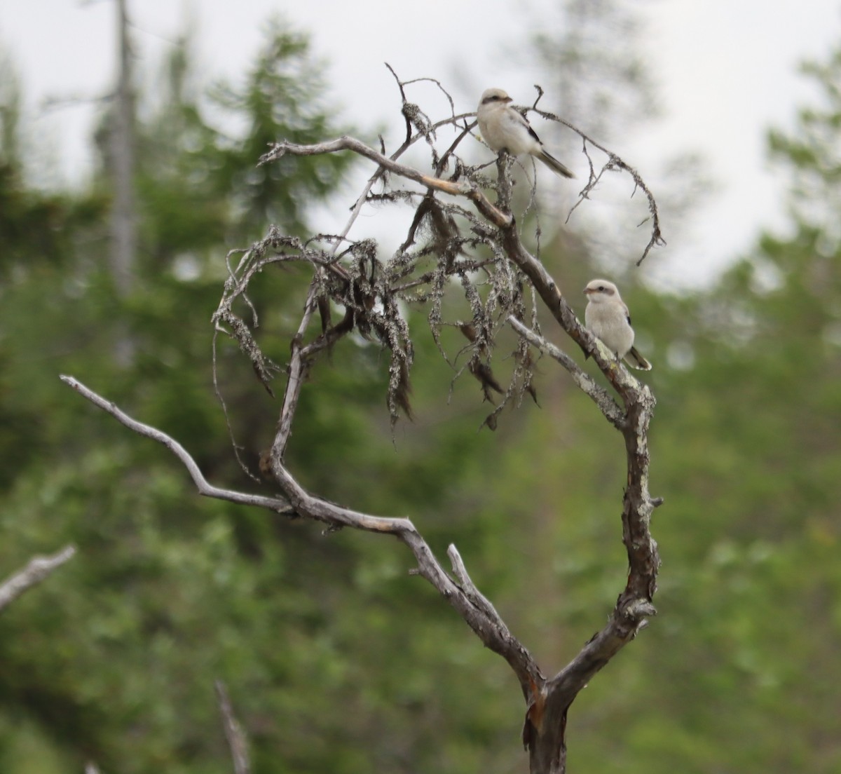 Great Gray Shrike - ML591714751