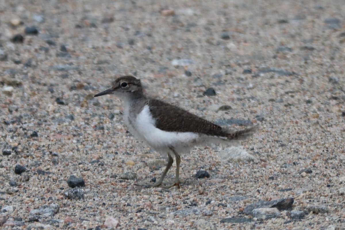 Common Sandpiper - ML591714791