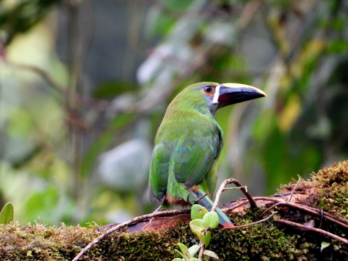 Southern Emerald-Toucanet (Gray-throated) - ML591714861