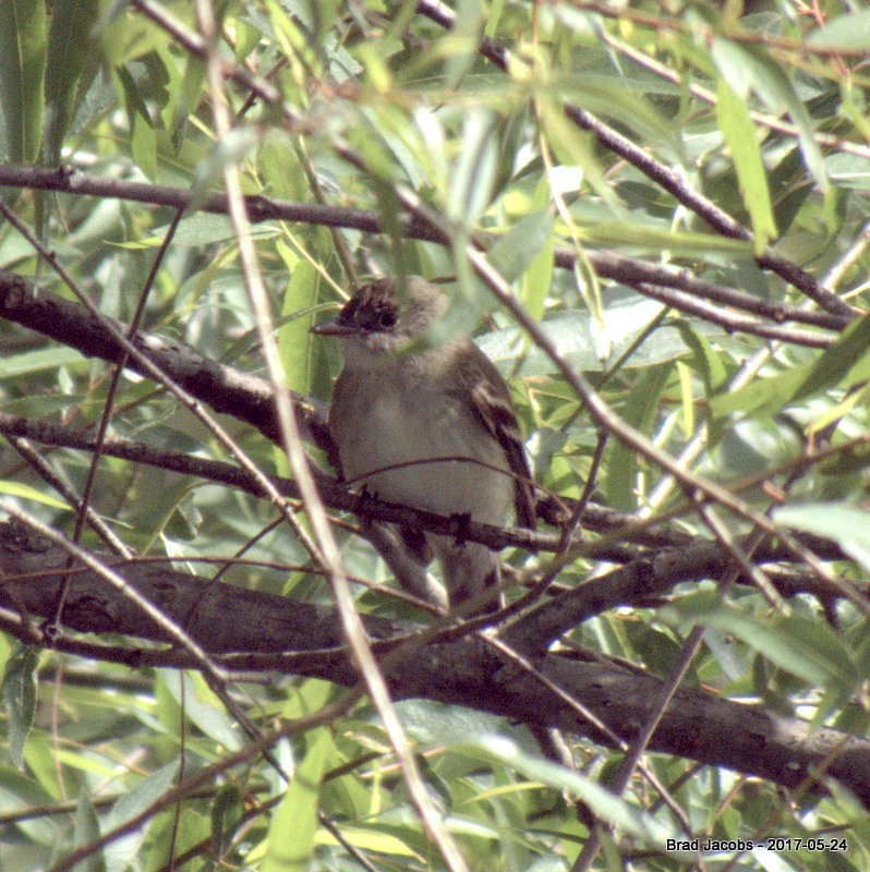 Willow Flycatcher - ML59171541