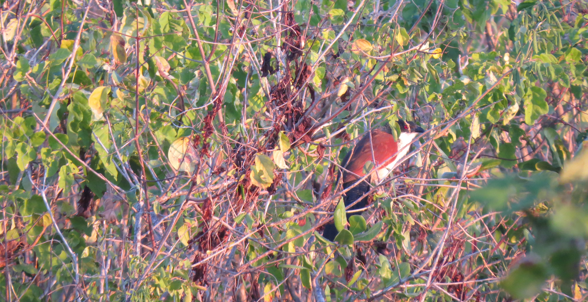 coucal sp. - Luís Custódia