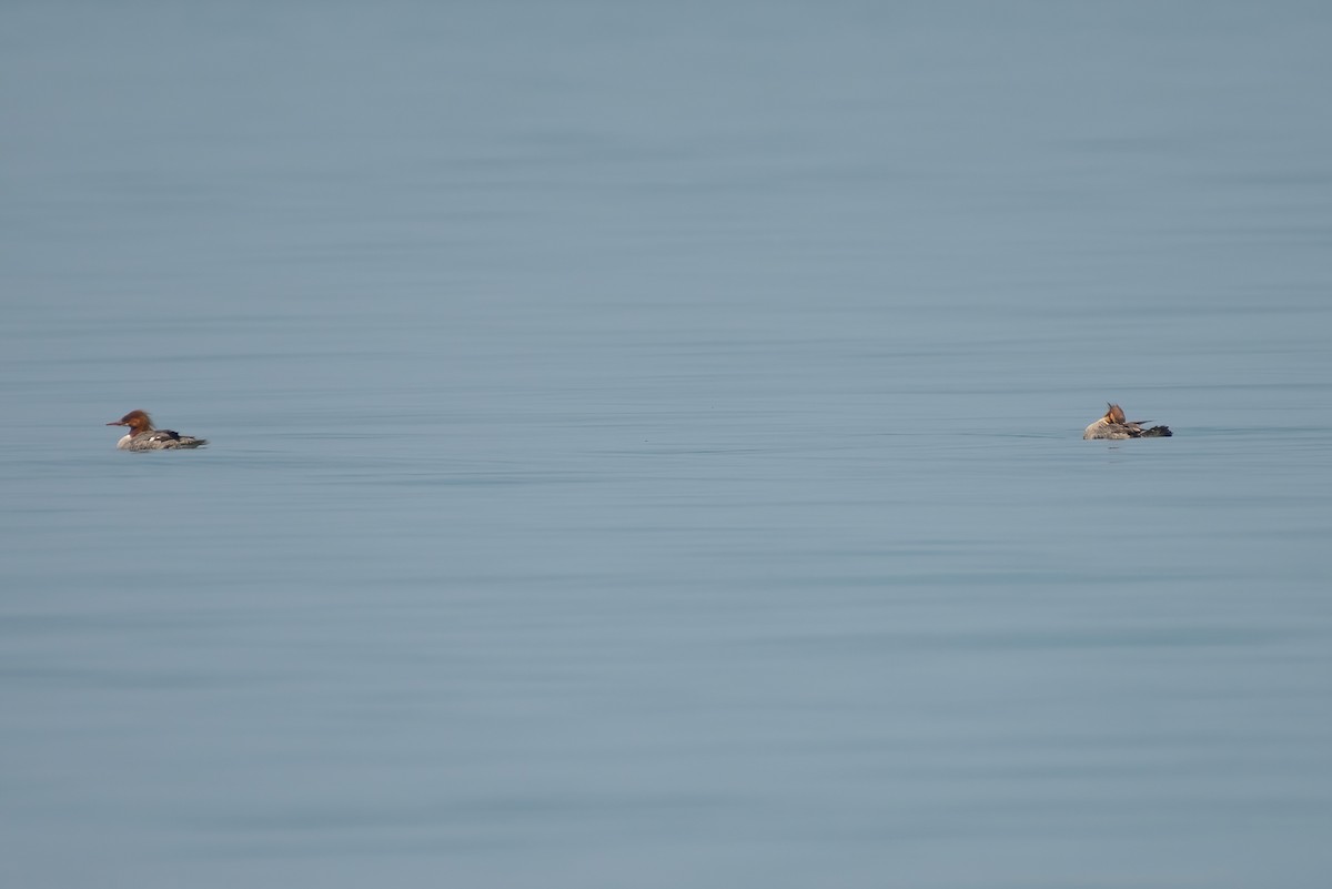 Common Merganser - ML591716981