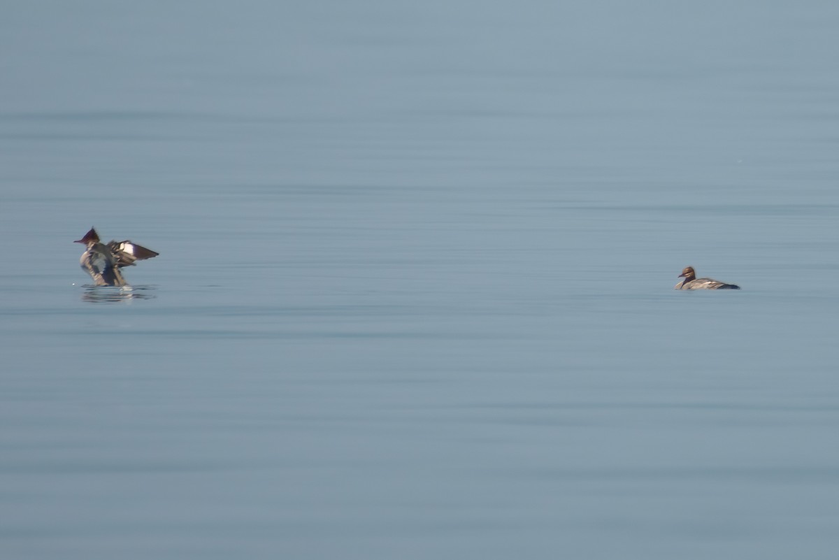 Common Merganser - ML591717011