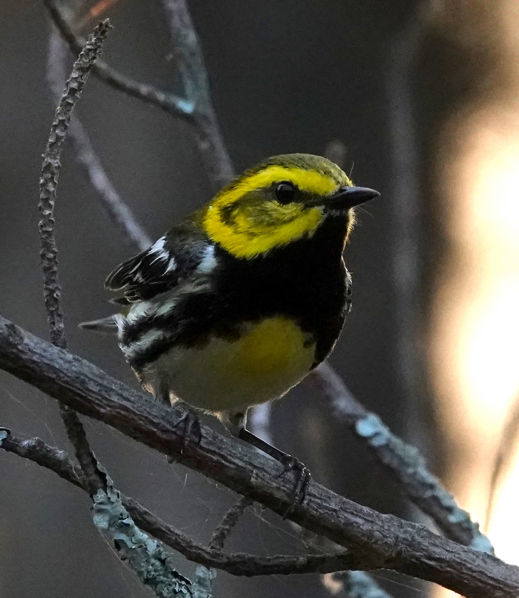 Black-throated Green Warbler - Thomas Jackman