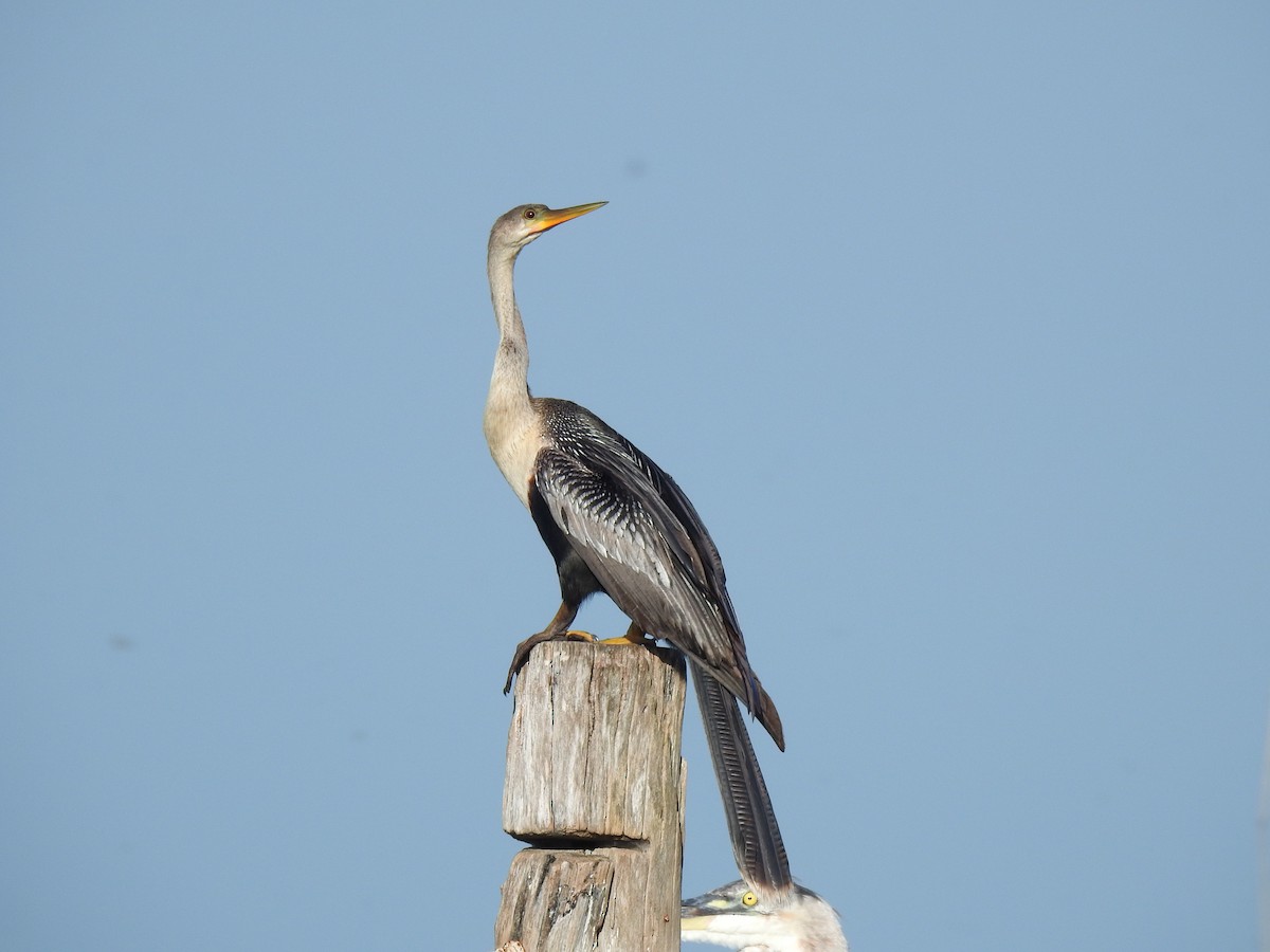 Amerika-Schlangenhalsvogel - ML591718351