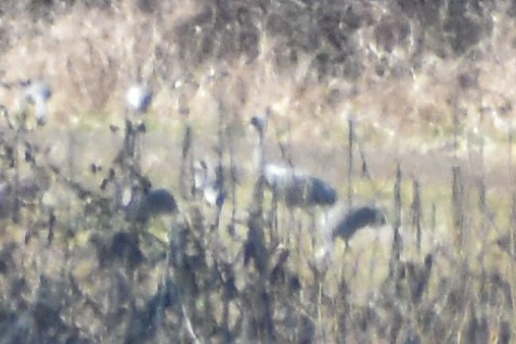 jeřáb popelavý - ML591718801