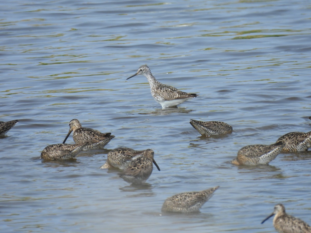 Lesser Yellowlegs - ML591719261