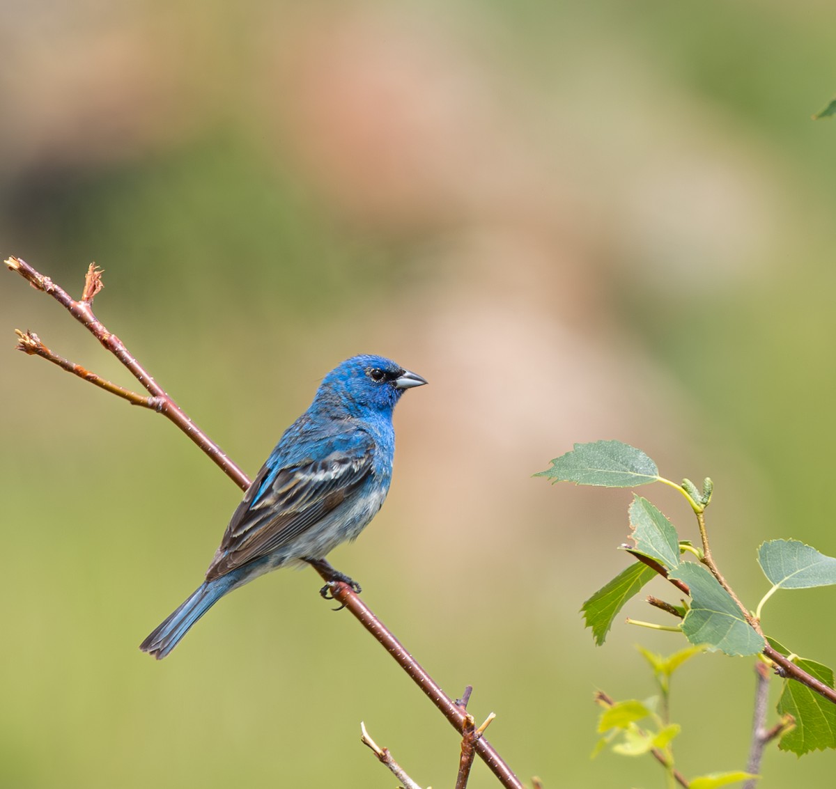 Lazuli x Indigo Bunting (hybrid) - ML591719401