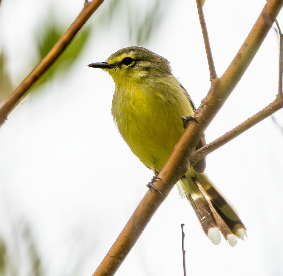 Lesser Wagtail-Tyrant - Alex Boas