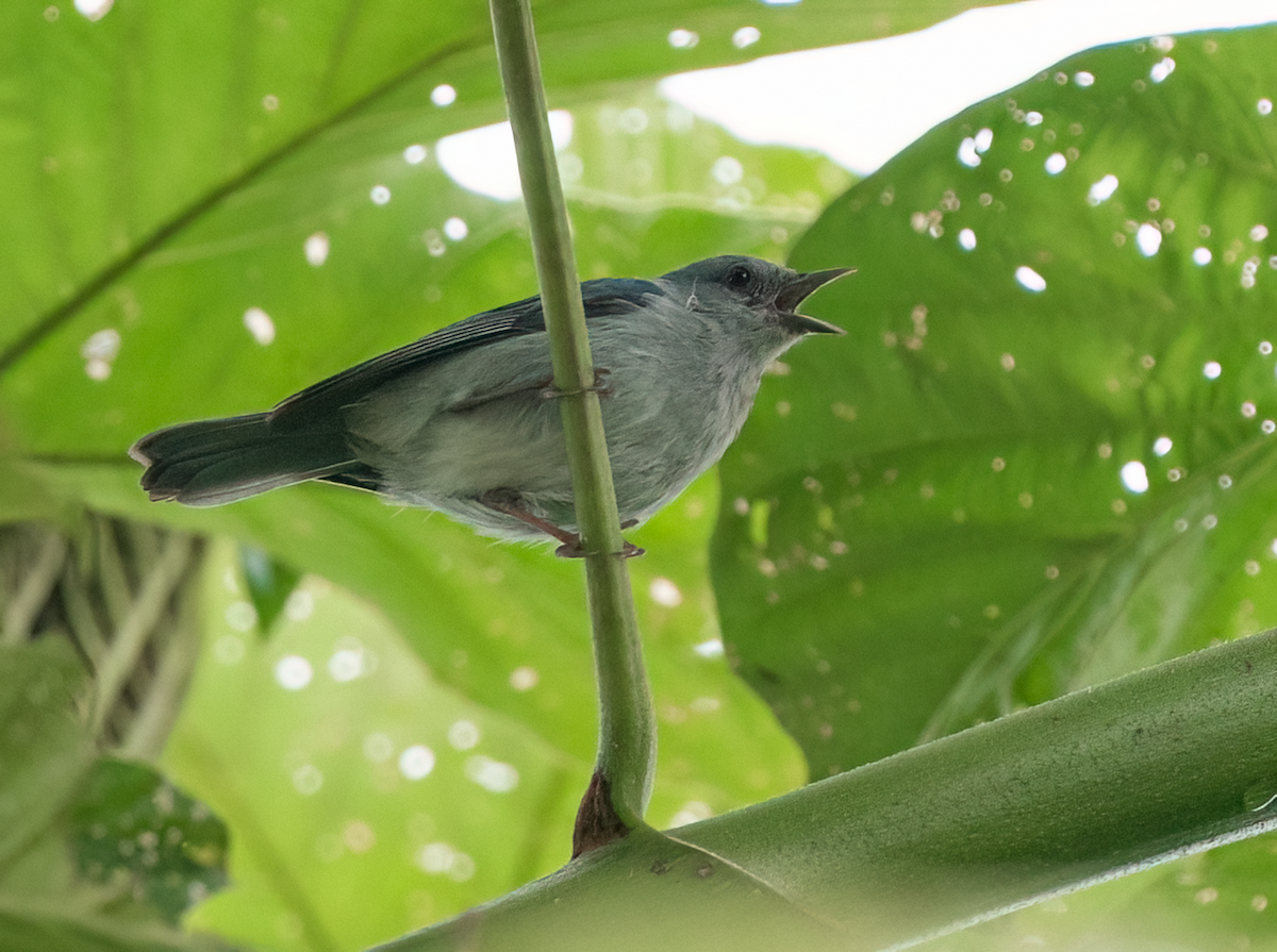 Pearly-breasted Conebill - ML591722191