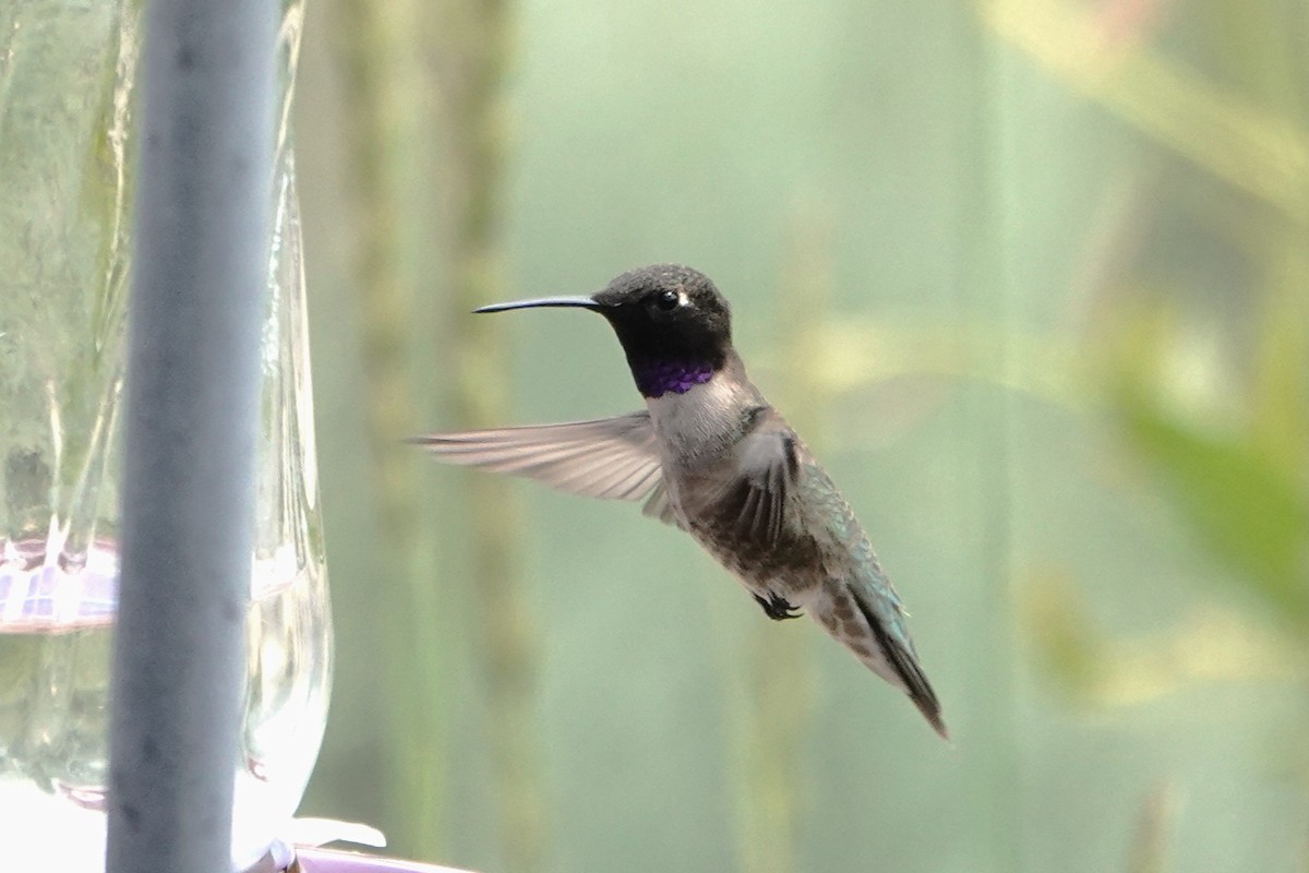 Colibrí Gorjinegro - ML591722881