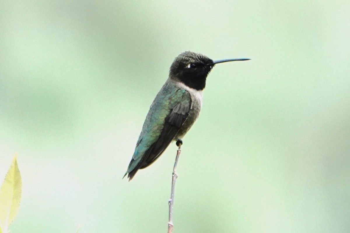 Black-chinned Hummingbird - ML591722911