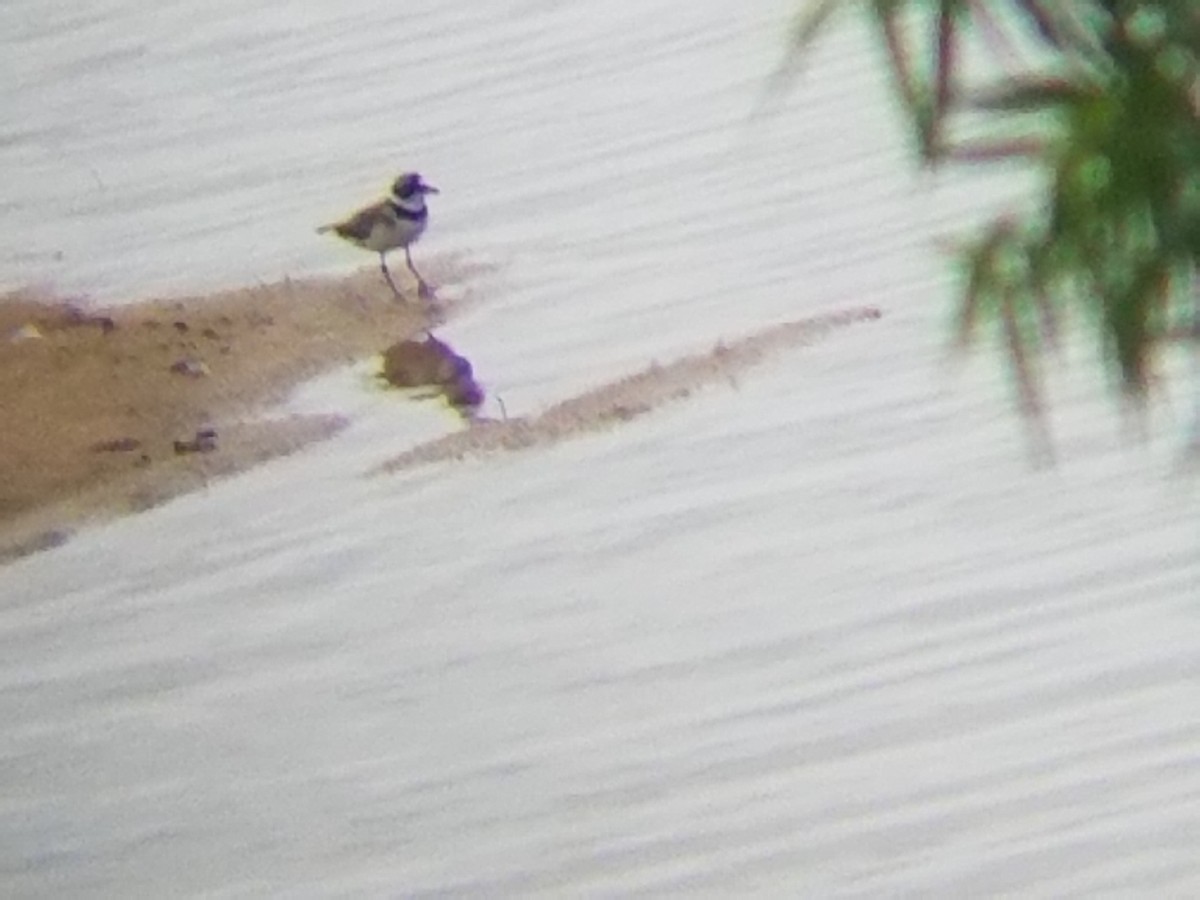 Semipalmated Plover - ML59172331