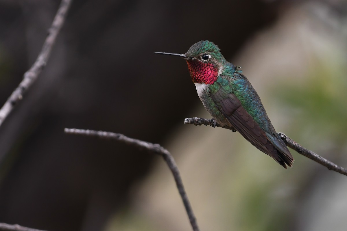 Broad-tailed Hummingbird - ML591723491
