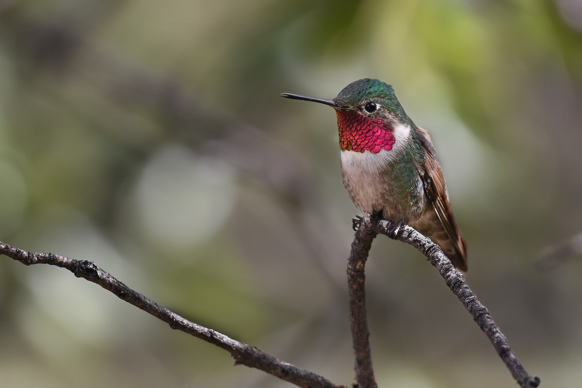 Broad-tailed Hummingbird - ML591723501