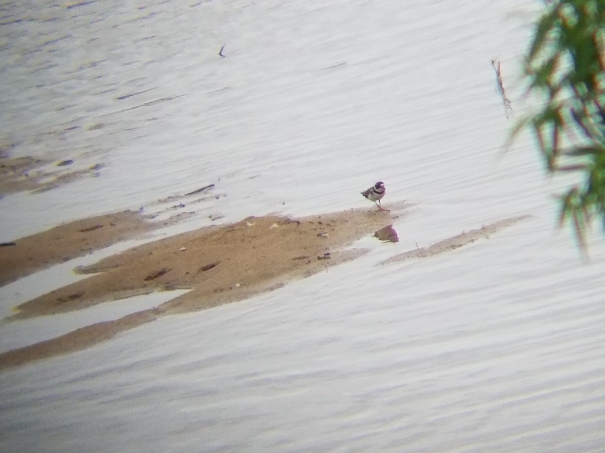 Semipalmated Plover - ML59172351