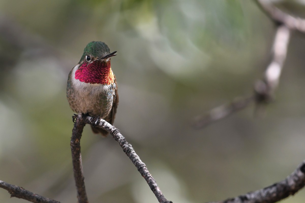 Broad-tailed Hummingbird - ML591723521
