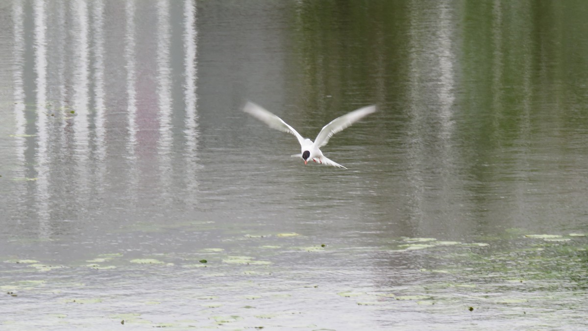 Common Tern - Janet McCullough