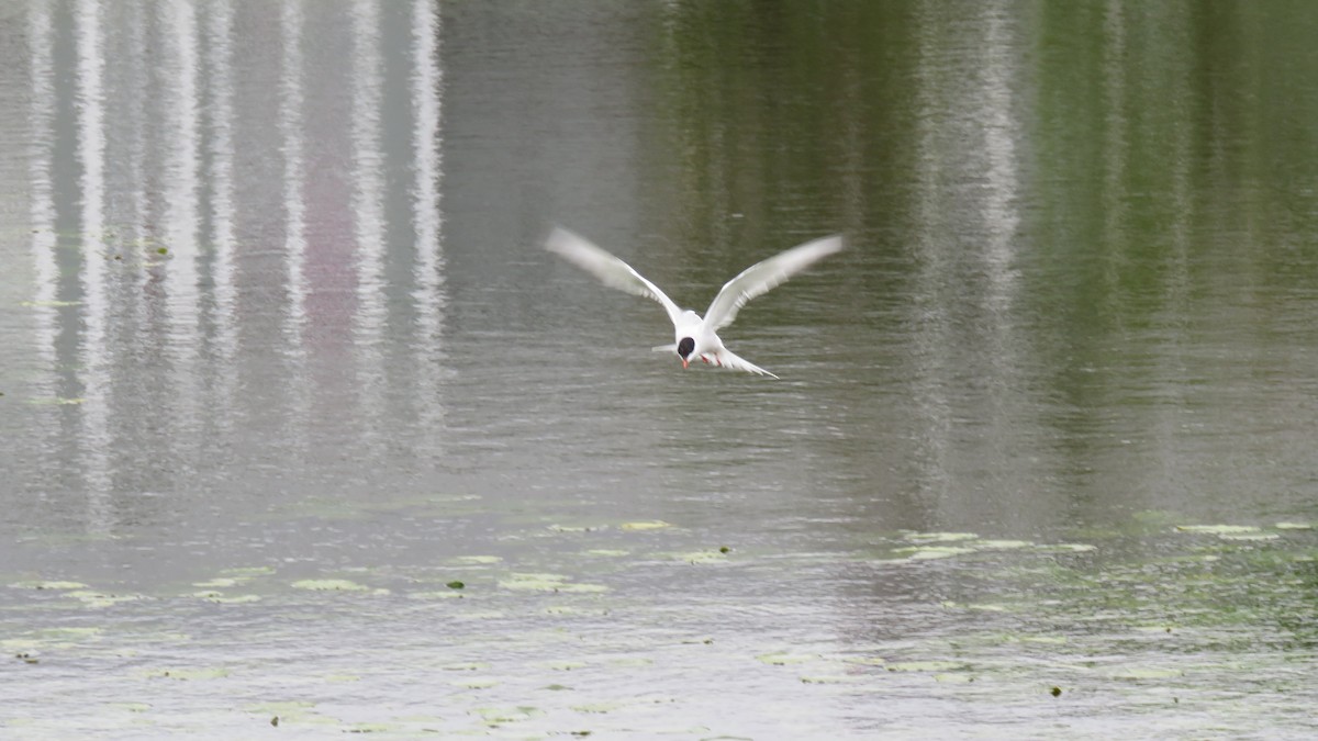 Common Tern - ML591724171